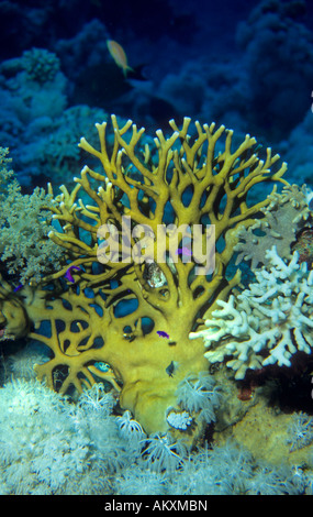 Fire coral, Millepora tenella, Coralblock, Egitto, Mar Rosso Foto Stock