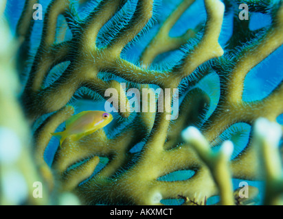Fire coral, Millepora tenella, Coralblock, Egitto, Mar Rosso Foto Stock
