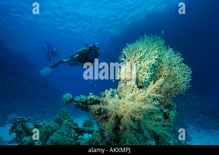 Fire coral, Millepora tenella, Coralblock in acqua blu, Egitto, Mar Rosso. Foto Stock