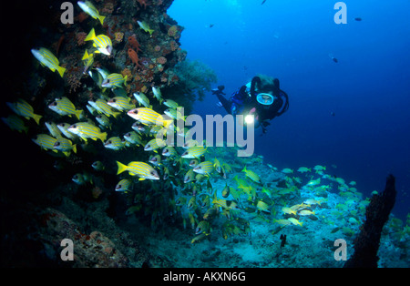 Subacqueo con un rebreather. (Chiuso o semichiuso sistema circolatorio) . Maldive. Foto Stock