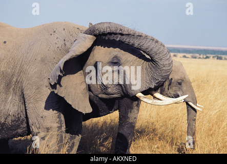 Elephant di graffiare il suo orecchio con il suo tronco Masai Mara riserva nazionale del Kenya Africa orientale Foto Stock