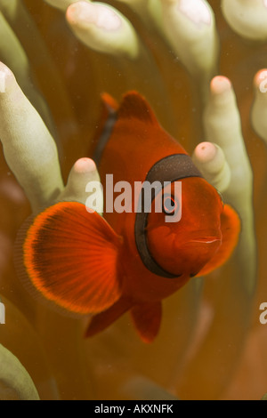 Spinecheek clownfish, Premnas biaculeatus. Foto Stock