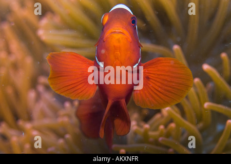 Spinecheek clownfish, Premnas biaculeatus. Foto Stock