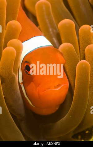 Spinecheek clownfish, Premnas biaculeatus. Foto Stock