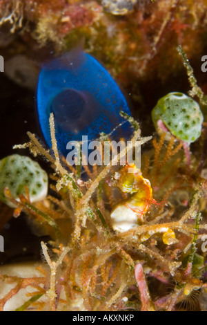 Weedy cavalluccio marino pigmeo (Hippocampus pontohi). Foto Stock