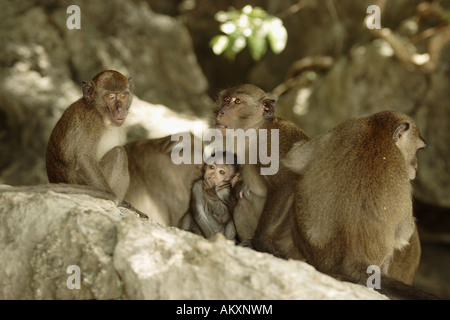 Crab-eating macaco (macaca fasicularis) Foto Stock