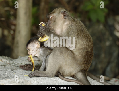 Crab-eating macaco (macaca fasicularis) Foto Stock