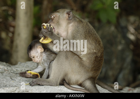 Crab-eating macaco (macaca fasicularis) Foto Stock