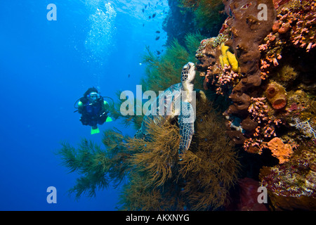 Tartaruga embricata, Eretomochelys imbricata . Foto Stock