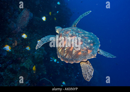 Tartaruga embricata, Eretomochelys imbricata . Foto Stock