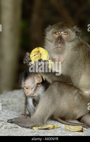 Crab-eating macaco (macaca fasicularis) Foto Stock