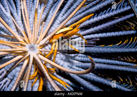 Squat Eelegant aragosta, Allogalathea elegans, un tipo di granchio, su host di Crinoide. Foto Stock