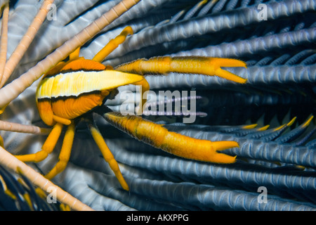 Squat Eelegant aragosta, Allogalathea elegans, un tipo di granchio, su host di Crinoide. Foto Stock