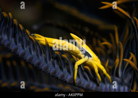 Squat Eelegant aragosta, Allogalathea elegans, un tipo di granchio, su host di Crinoide. Foto Stock