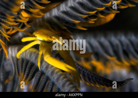 Squat Eelegant aragosta, Allogalathea elegans, un tipo di granchio, su host di Crinoide. Foto Stock