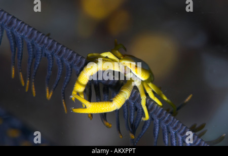 Squat Eelegant aragosta, Allogalathea elegans, un tipo di granchio, su host di Crinoide. Foto Stock