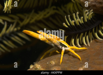 Squat Eelegant aragosta, Allogalathea elegans, un tipo di granchio, su host di Crinoide. Foto Stock