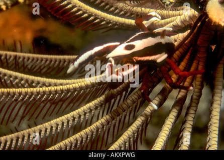 Squat Eelegant aragosta, Allogalathea elegans, un tipo di granchio, su host di Crinoide. Foto Stock