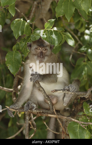 Granchio di mare mangiare macaco (macaca fasicularis) seduto in una struttura ad albero Foto Stock