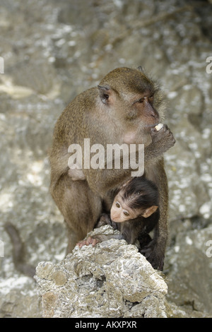 Granchio di mare mangiare macaco (macaca fasicularis) tenendo un cucciolo Foto Stock