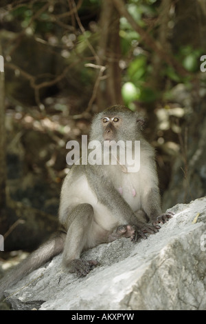 Granchio di mare mangiare macaco (macaca fasicularis) seduto su di una pietra Foto Stock