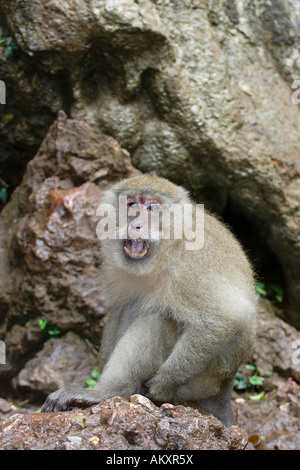 Granchio di mare mangiare macaco (macaca fasicularis) Foto Stock