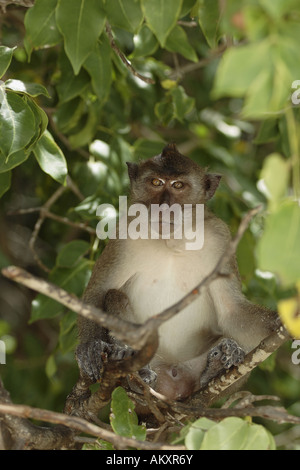 Granchio di mare mangiare macaco (macaca fasicularis) seduto in una struttura ad albero Foto Stock