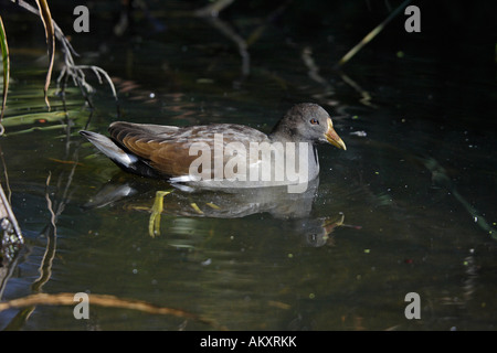 I capretti Moorhen nuoto Foto Stock