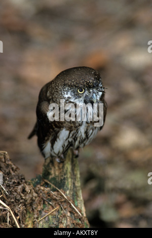 Pigmeo eurasiatico-civetta (glaucidium passerinum ) Foto Stock