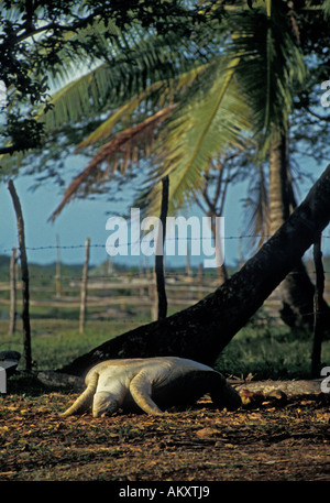 Nicaragua Costa Miskito Sandy Bay villaggio indiano tartaruga verde capovolta sul retro per essere salvate per alimenti Foto Stock