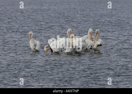 Americano bianco Pellicano (Pelicanus erythrorhynchos) Foto Stock