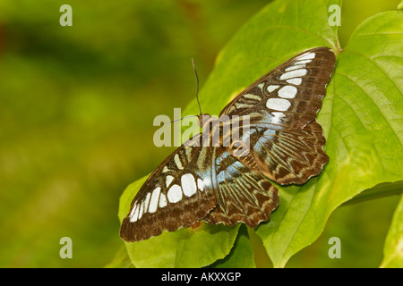 Fritillary blu [Melitaea athalia], farfalle tropicali, Malaysia Foto Stock