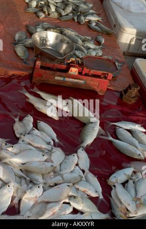 Pesce fresco steso sulla Corniche a Doha in Qatar la mattina presto in occasione della riunione informale mercato del pesce Foto Stock