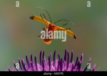 Comune soldato rosso beetle(Rhagonycha fulva) Foto Stock