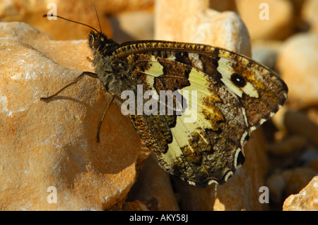 Grande nastrare temolo, Brintesia circe, Aulocera circe, Provenza, Francia Foto Stock