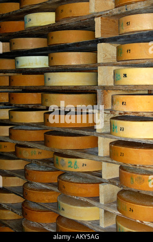 Ruote di alp formaggio in magazzino di un caseificio, Svizzera Foto Stock
