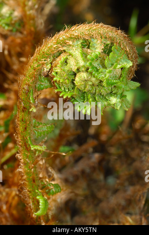 Giovani germogli di comune felce maschio, Dryopteris filix-mas Foto Stock
