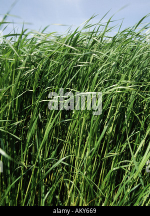 Close up di loglio Lolium sp ley nel primo anno prima tagliato per la prima volta preso il vento soffiare il movimento Foto Stock