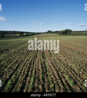 Vista lungo linee di perforazione di giovani raccolto di frumento nel pomeriggio la luce in campo in Devon Foto Stock