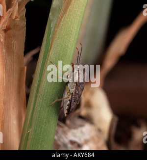 Un bug di predatori Podisus maculiventris su impianto Questo bug è utilizzato nel controllo biologico di bruchi di lepidotteri Foto Stock