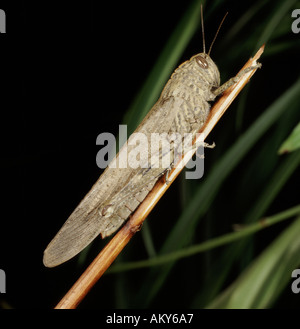 Grasshopper egiziano Anacridium aegyptium su impianto Foto Stock