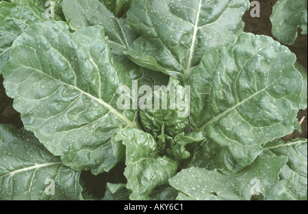 Close up di un immaturo barbabietola da zucchero Beta vulgaris pianta che mostra dettagli in foglia Foto Stock