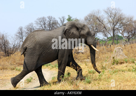 In esecuzione dell' elefante africano, Loxodonta africana, Africa orientale Foto Stock