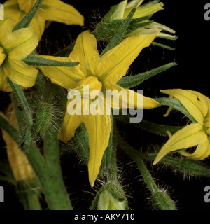 Close up di fiori di pomodoro Foto Stock