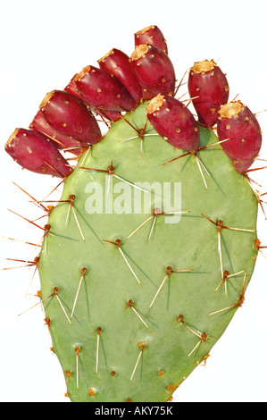 Foglia di una Opuntia cactus con frutti maturi Foto Stock