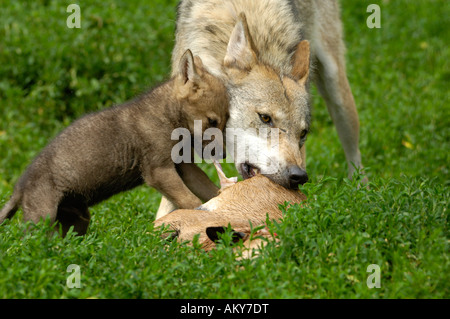 Europeo per il giovane lupo (Canis lupus) Foto Stock