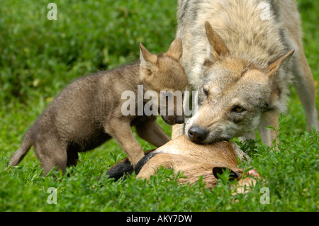 Europeo per il giovane lupo (Canis lupus) Foto Stock