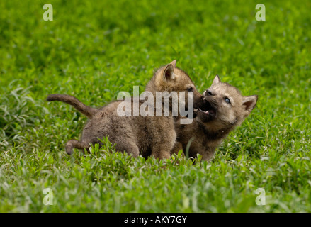 Europeo per il giovane lupo (Canis lupus) Foto Stock