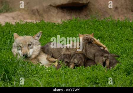 Europeo per il giovane lupo (Canis lupus) Foto Stock