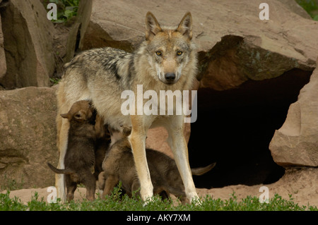 Europeo per il giovane lupo (Canis lupus) Foto Stock